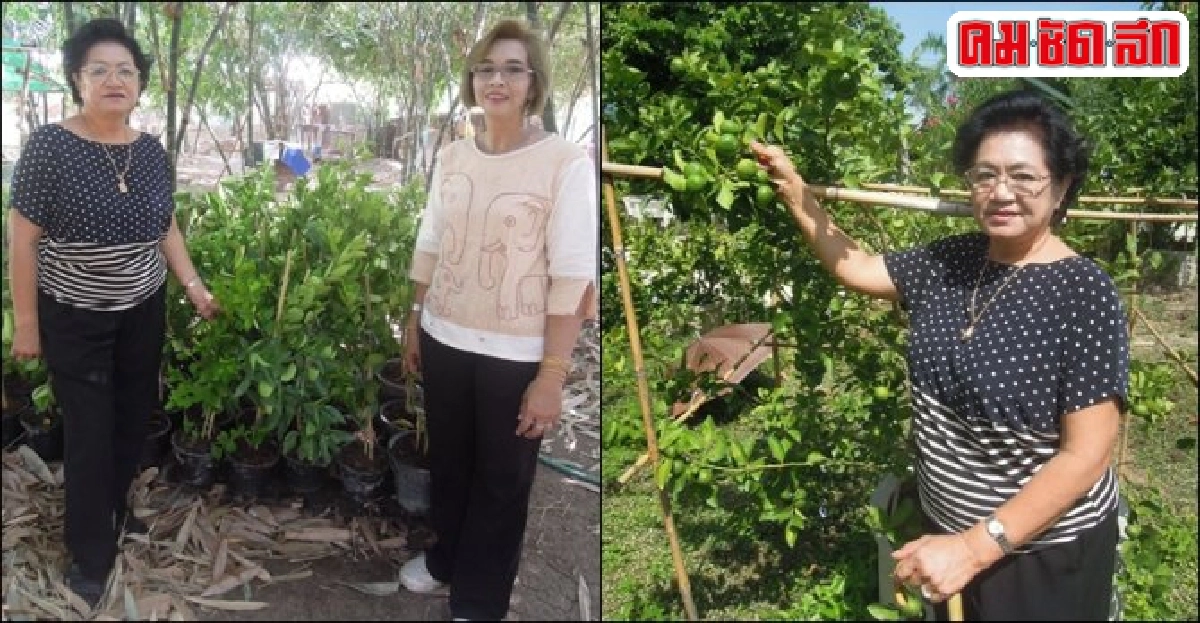 ว่างจากขายทองทำ 'สวนมะนาว' แหล่งรวมมะนาวพันธุ์ดีที่วิเศษฯ ว่างจากขายทองทำ 'สวนมะนาว' แหล่งรวมมะนาวพันธุ์ดีที่วิเศษฯ