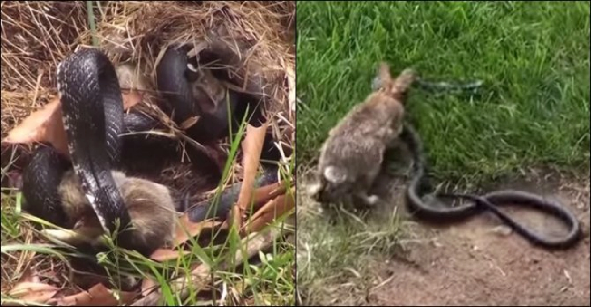 สู้สุดใจ!แม่กระต่ายช่วยลูกถูกงูรัด สู้สุดใจ!แม่กระต่ายช่วยลูกถูกงูรัด