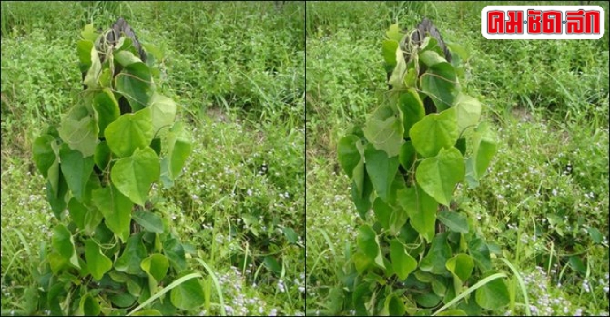 'กรุงเขมา' ยาฟอกเลือด 'กรุงเขมา' ยาฟอกเลือด