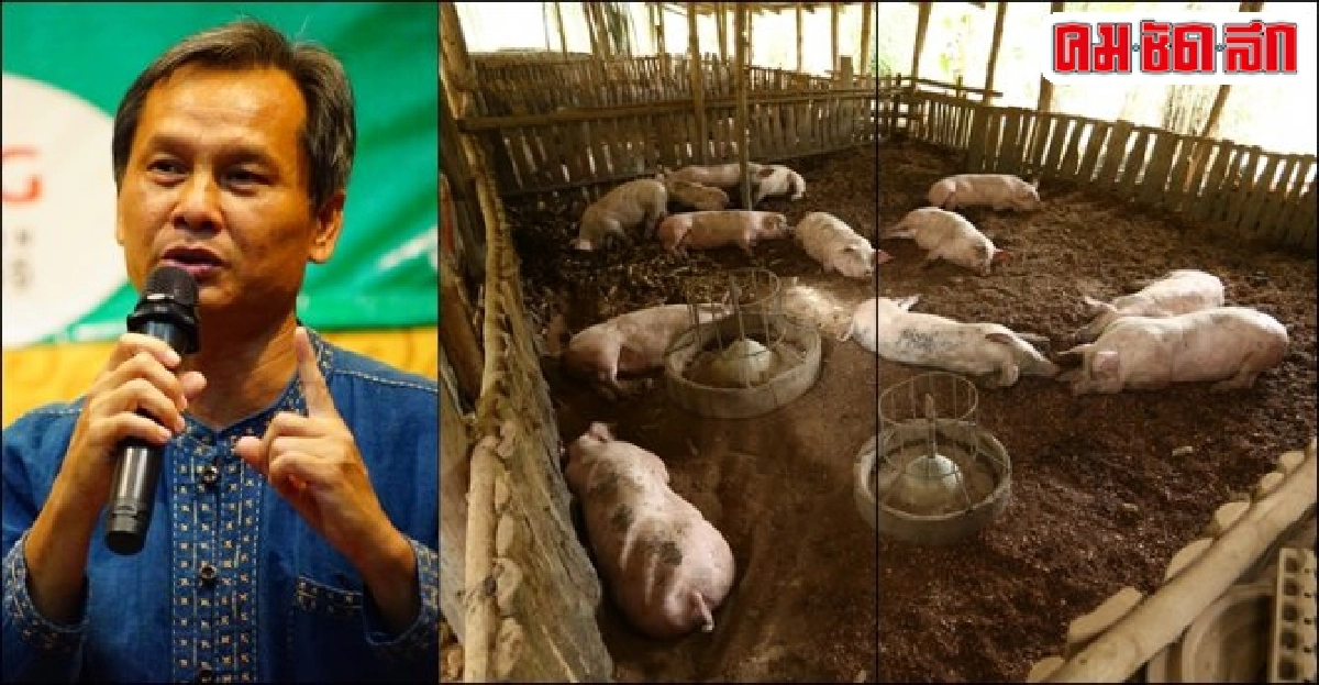 สานฝัน 'หมูหลุม' สร้างอาชีพคนน่าน สานฝัน 'หมูหลุม' สร้างอาชีพคนน่าน