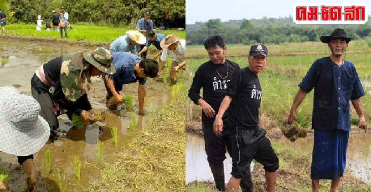'ตร.ฮอด'ผนึกกำลังชุมชนจัดปลูกข้าวเดือนแม่เกี่ยวเดือนพ่อ 'ตร.ฮอด'ผนึกกำลังชุมชนจัดปลูกข้าวเดือนแม่เกี่ยวเดือนพ่อ