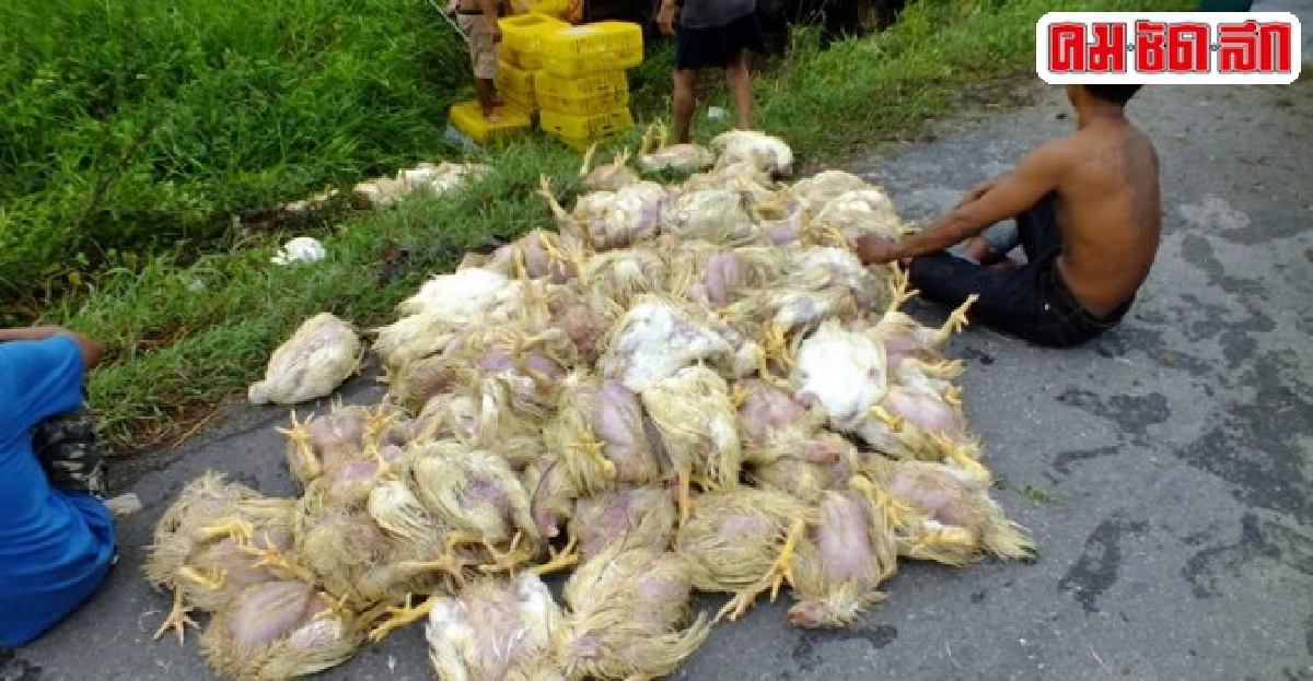 รถขนไก่เสียหลักตกข้างทางไก่ตายอื้อ!