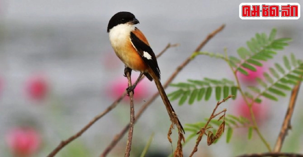 นกป่าสัปดาห์ละตัว : นกอีเสือหัวดำ