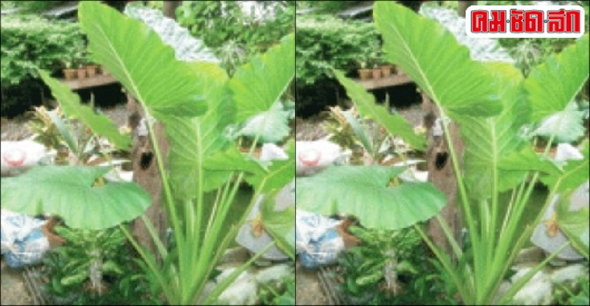 'กระดาดเขียว' เหง้าขับปัสสาวะ 'กระดาดเขียว' เหง้าขับปัสสาวะ