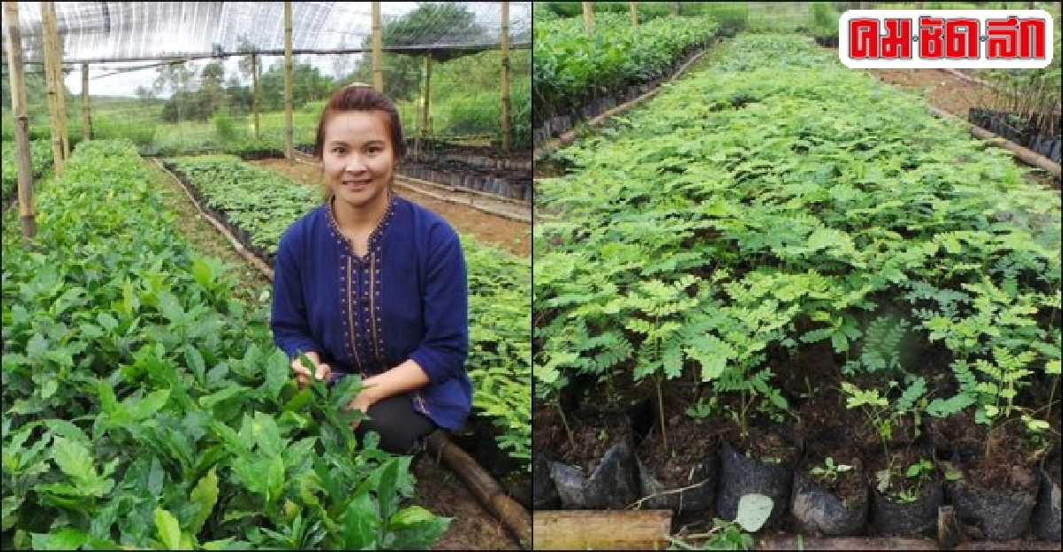 'ไร่ลองเลย' สนองพระราชดำริ ต้นแบบ 'สร้างป่า สร้างรายได้' 'ไร่ลองเลย' สนองพระราชดำริ ต้นแบบ 'สร้างป่า สร้างรายได้'