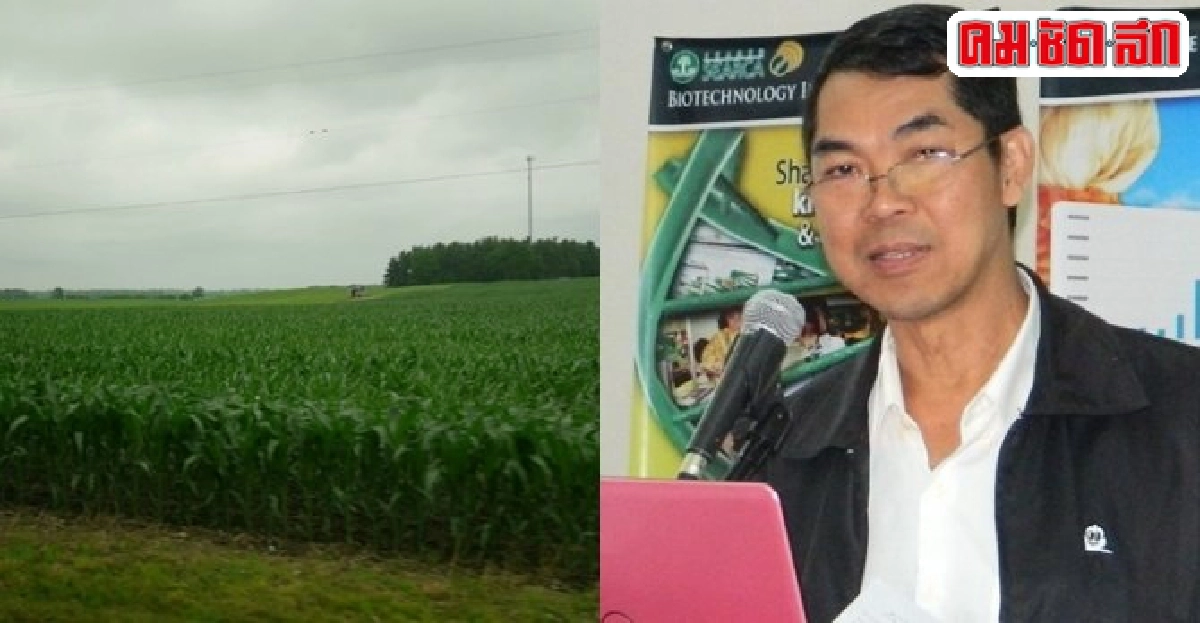 พิสูจน์สถานการณ์พืชจีเอ็มในสหรัฐสะท้อนถึงประเทศไทย 