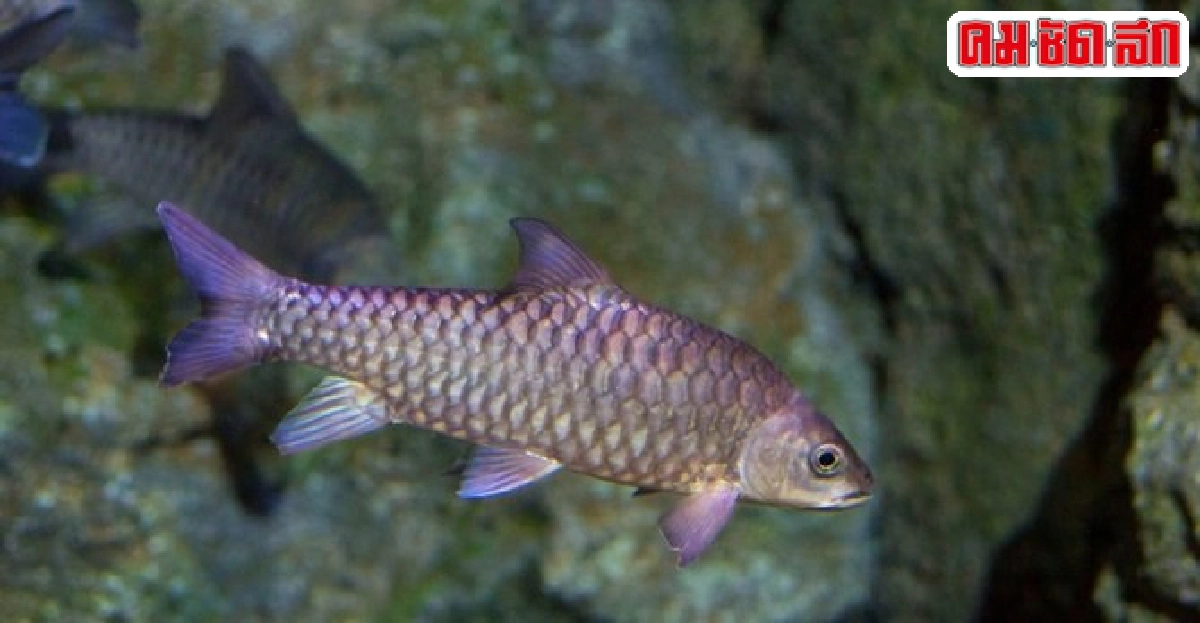 ปลาพลวงชมพู ยังอยู่ดีที่บางลาง