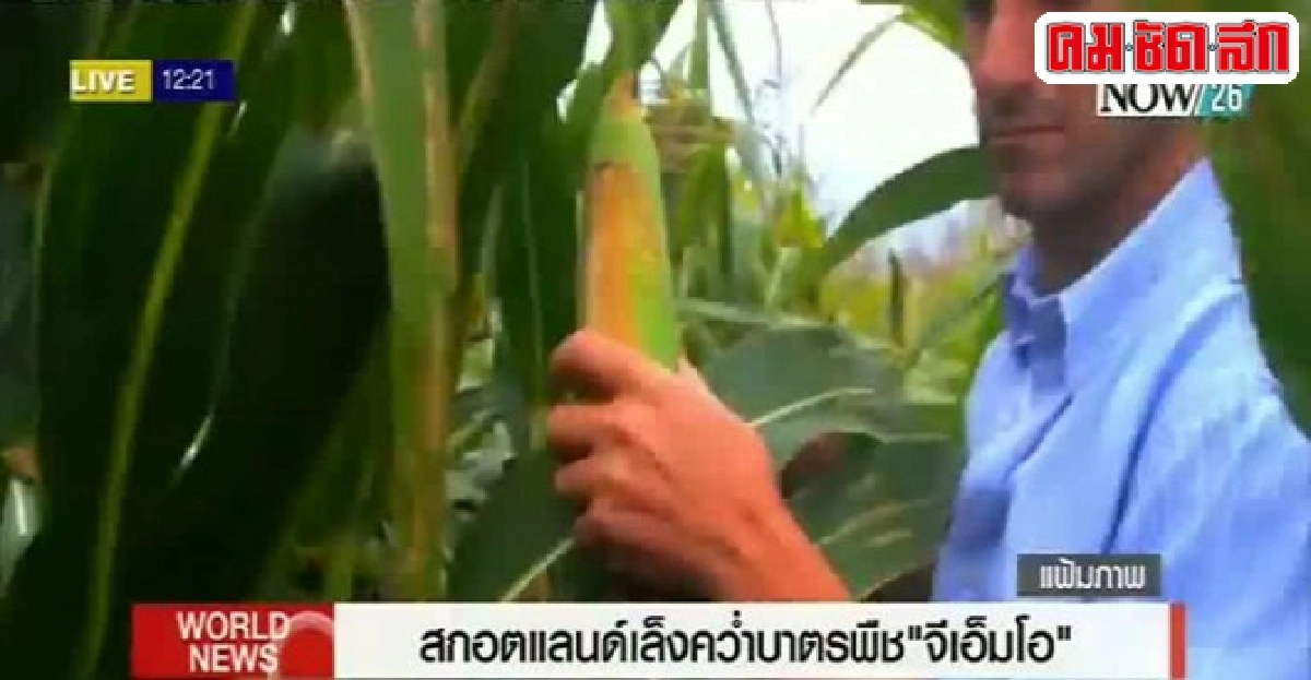 สกอตแลนด์เล็งคว่ำบาตรพืช'จีเอ็มโอ'