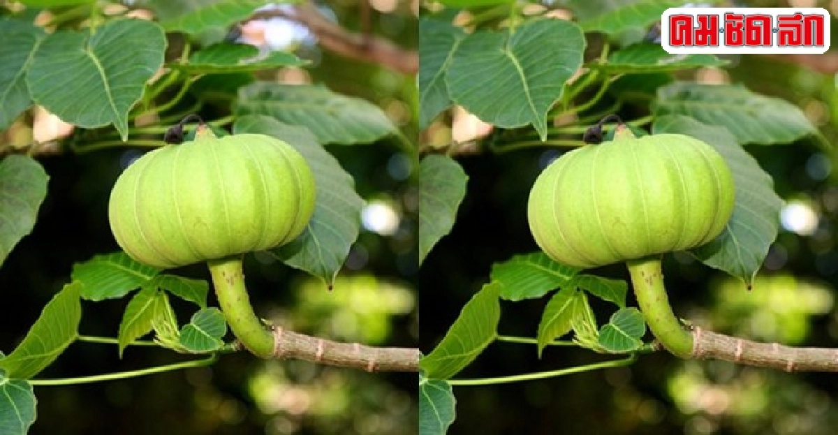 ไม้ดีมีประโยชน์ : 'โพธิ์หนาม' ยางมีพิษ