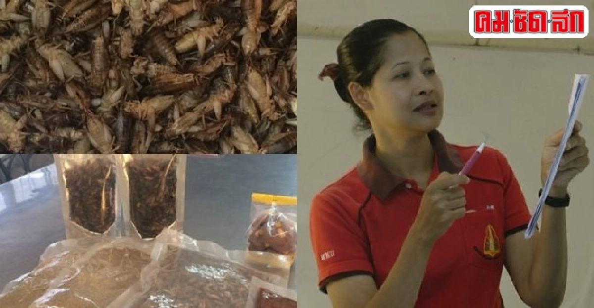 แปรรูปจิ้งหรีดสารพันเมนู ต่อยอดงานวิจัยช่วยชุมชน