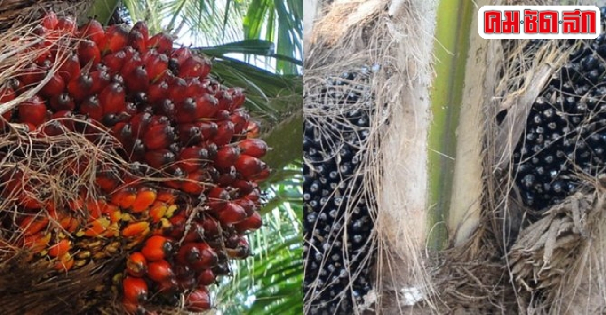 ปาล์มอินโดฯทำขั้วอำนาจเก่าปตท.หนาว