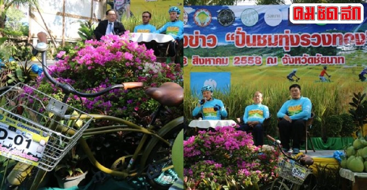 ชัยนาทจัดปั่นจักรยานชมทุ่งรวงทอง ชัยนาทจัดปั่นจักรยานชมทุ่งรวงทอง
