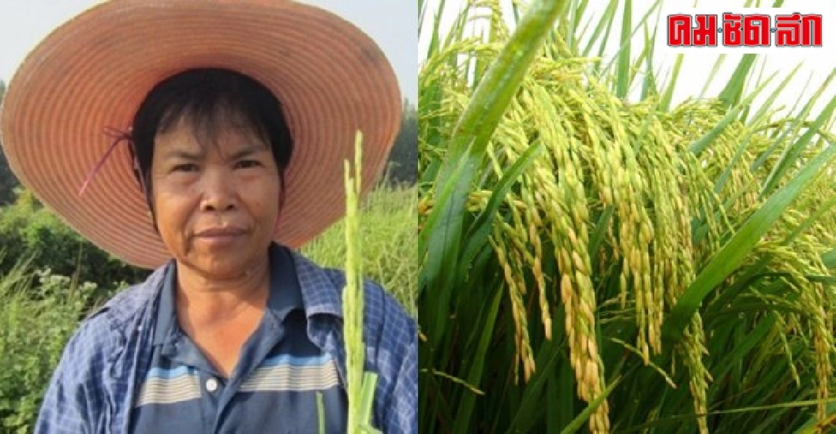 เพาะพันธุ์ข้าวจากรกหมูภูมิบุญเรือน ทองจำรัส เพาะพันธุ์ข้าวจากรกหมูภูมิบุญเรือน ทองจำรัส