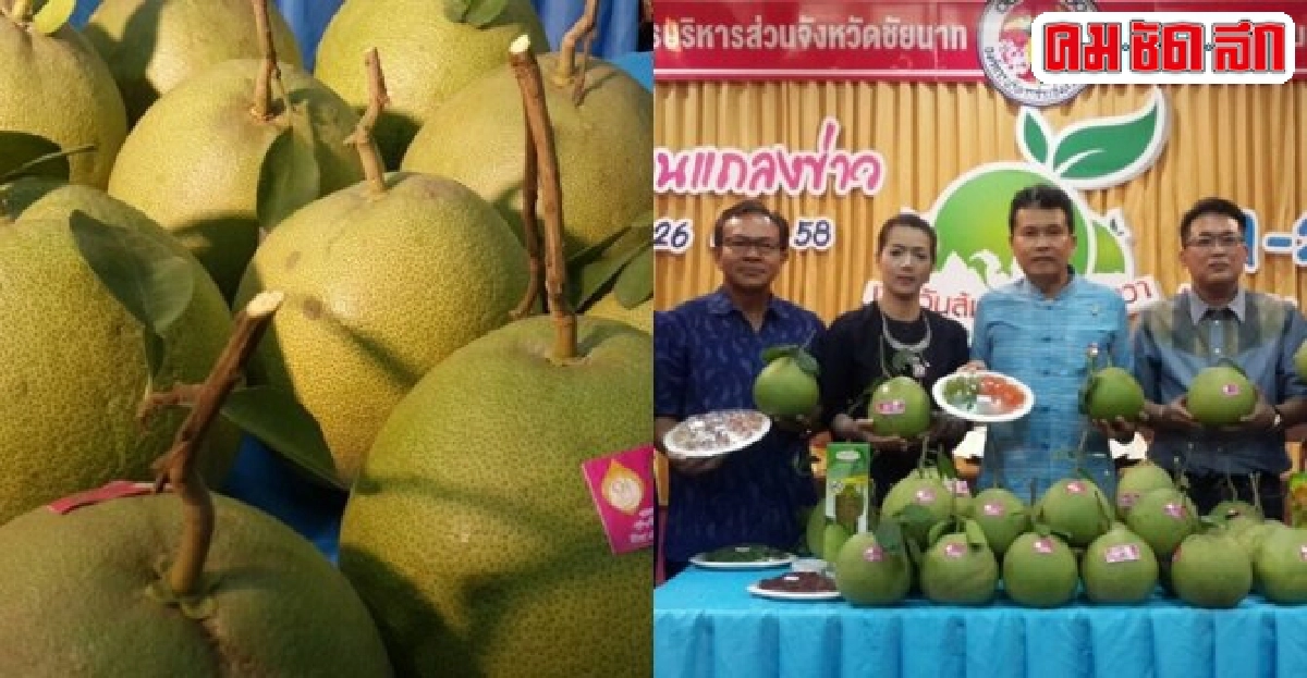 พ่อเมืองชัยนาทเชิญเที่ยวงานวันส้มโอขาวแตงกวา พ่อเมืองชัยนาทเชิญเที่ยวงานวันส้มโอขาวแตงกวา