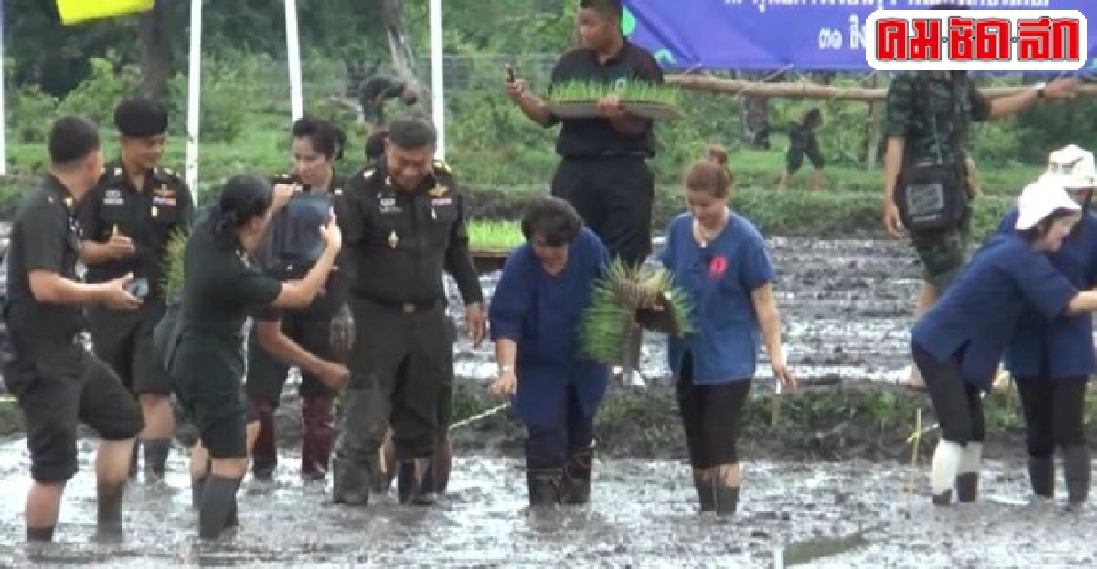 ปลูกข้าววันแม่ เกี่ยววันพ่อเปิดเป็นศูนย์เรียนรู้นักเรียน ปลูกข้าววันแม่ เกี่ยววันพ่อเปิดเป็นศูนย์เรียนรู้นักเรียน