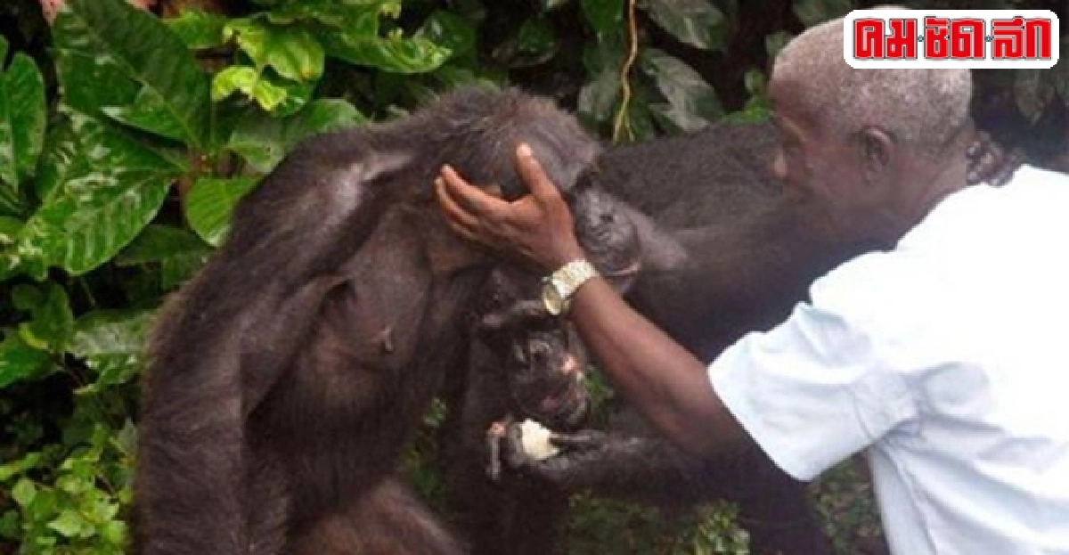 'เกาะลิง' ที่ไลบีเรียขาดแคลนเงินทุนเลี้ยงชิมแปนซี 'เกาะลิง' ที่ไลบีเรียขาดแคลนเงินทุนเลี้ยงชิมแปนซี