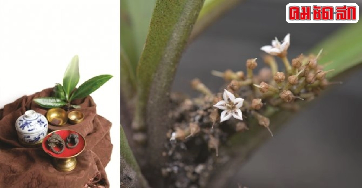 ว่านนางตัด สมุนไพรเพื่อสุขภาพสตรี