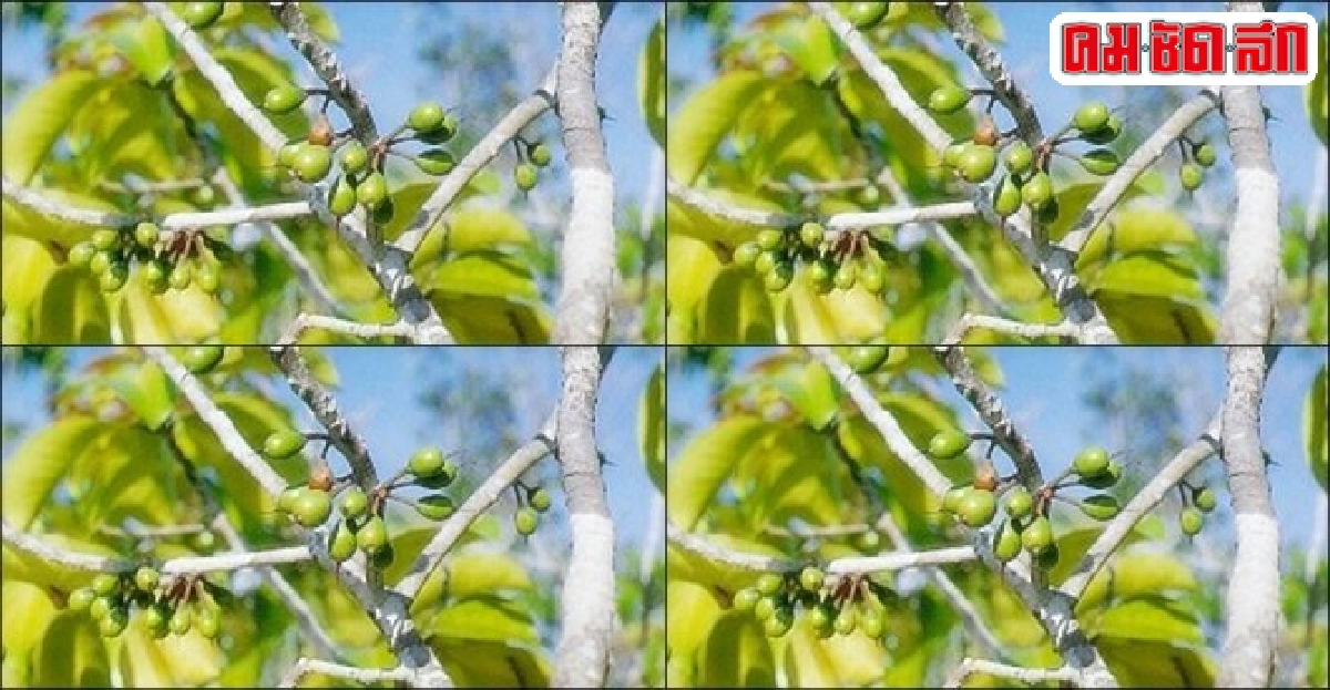 'สะเตียว' ใช้ก่อสร้าง 'สะเตียว' ใช้ก่อสร้าง