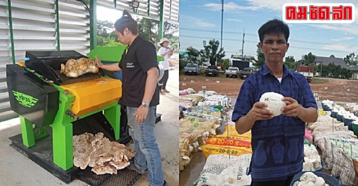'เครื่องรีดยาง' เพิ่มค่ายางก้อนถ้วยสู่ 'ยางเครป' 'เครื่องรีดยาง' เพิ่มค่ายางก้อนถ้วยสู่ 'ยางเครป'