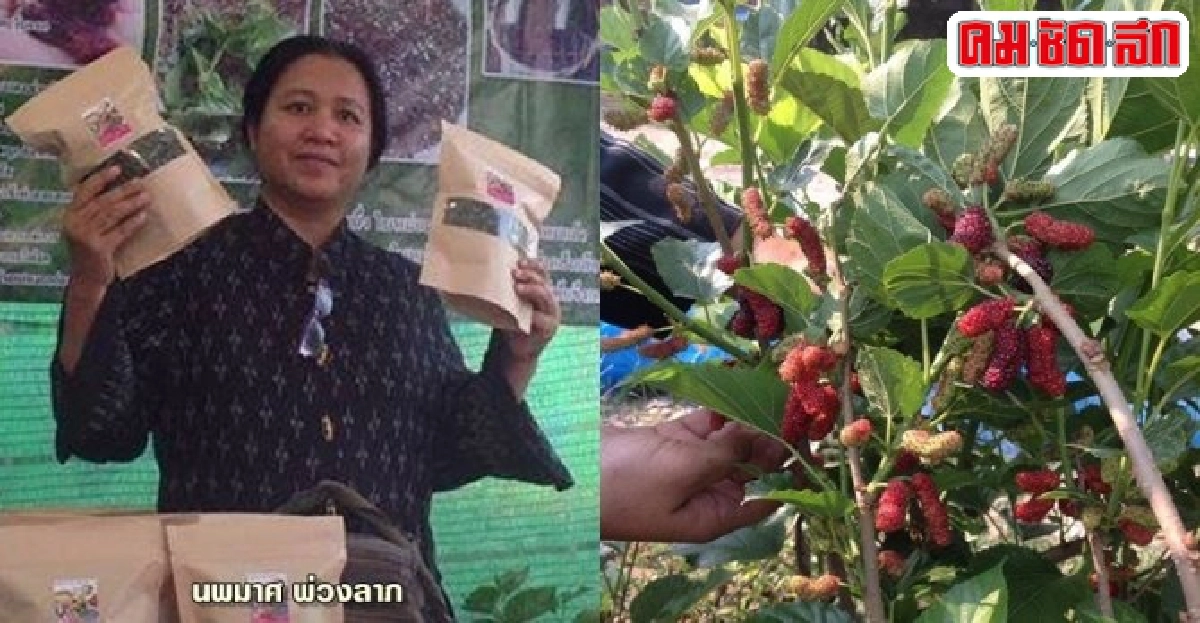 ปลูกหม่อนขายสด-แปรรูป ผลสำเร็จคนเกษตรวังสะพุง
