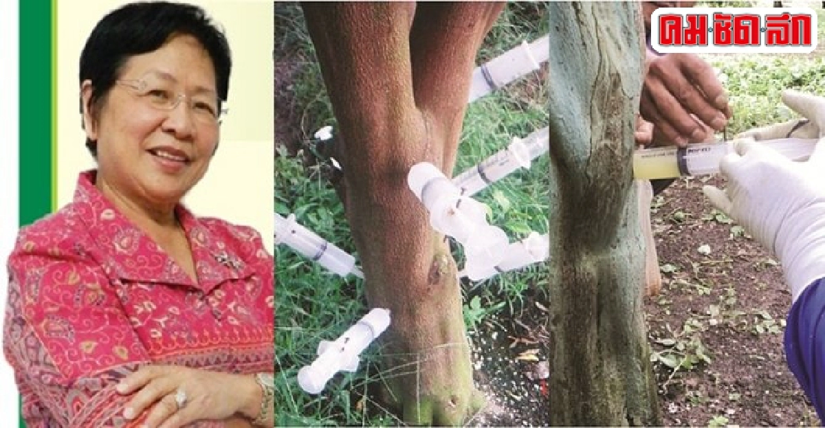 38ปีสู้38ปีสู้กับพืชตระกูลส้มตายยืนต้น 38ปีสู้38ปีสู้กับพืชตระกูลส้มตายยืนต้น