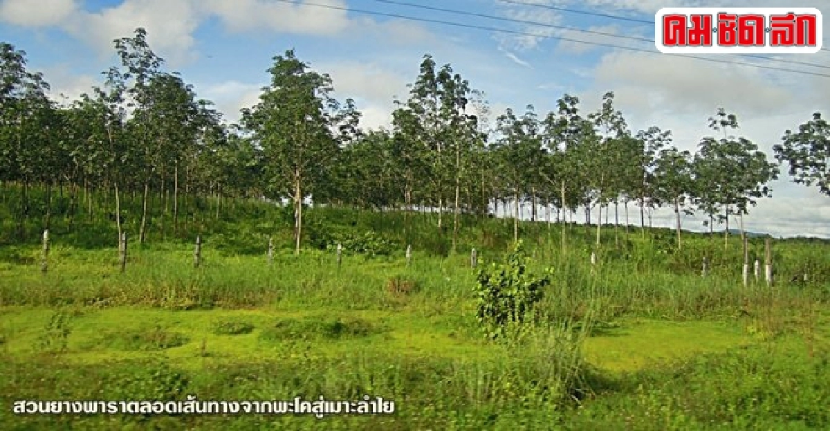 ตะลุยเมียนมาร์ (1) สัมผัสวิถีเกษตรเมืองเมาะลำไย