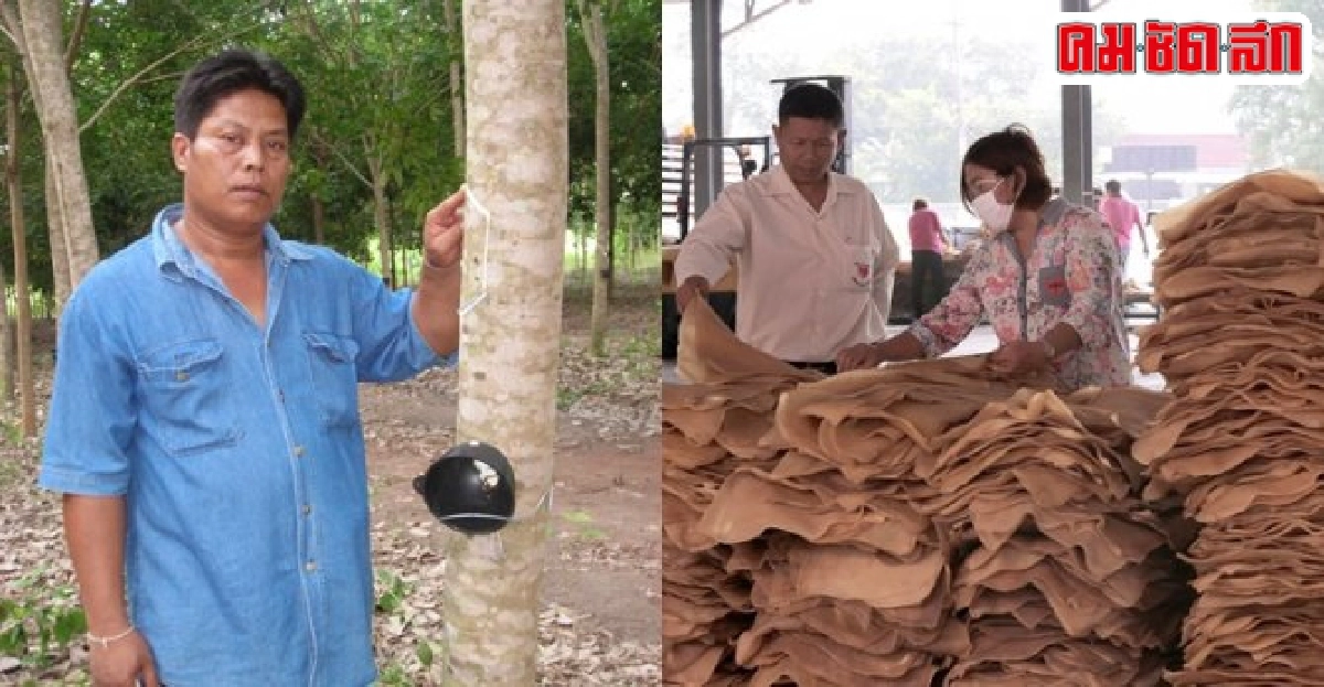 ชะตากรรมชาวสวนยางพาราราคาดิ่งต่ำสุดในประวัติการณ์  
