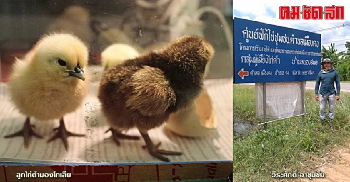 อานิสงส์งบโครงการช่วยภัยแล้ง ชุบชีวิตกลุ่มเลี้ยงไก่ดำเมืองคง อานิสงส์งบโครงการช่วยภัยแล้ง ชุบชีวิตกลุ่มเลี้ยงไก่ดำเมืองคง