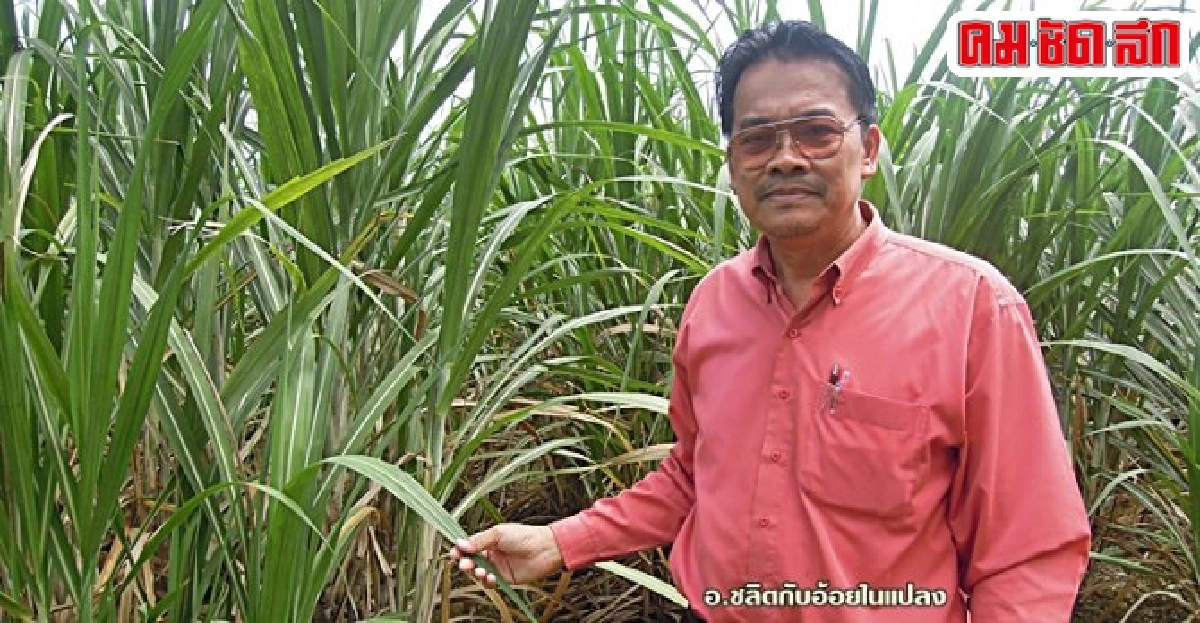 เทคโนฯปลูกอ้อย'4แถว1ร่อง' ลดต้นทุนเพิ่มผลผลิต30ตันต่อไร่