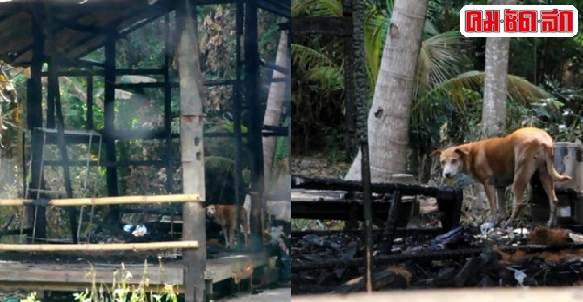 สุนัขยอดกตัญญูเฝ้าบ้านถูกไฟไหม้รอเจ้าของ