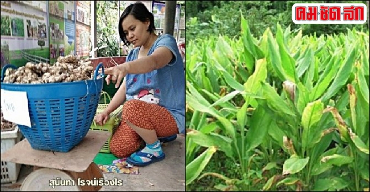 ปลูก 'ขมิ้นชันอินทรีย์' สร้างรายได้เกษตรชัยภูมิ