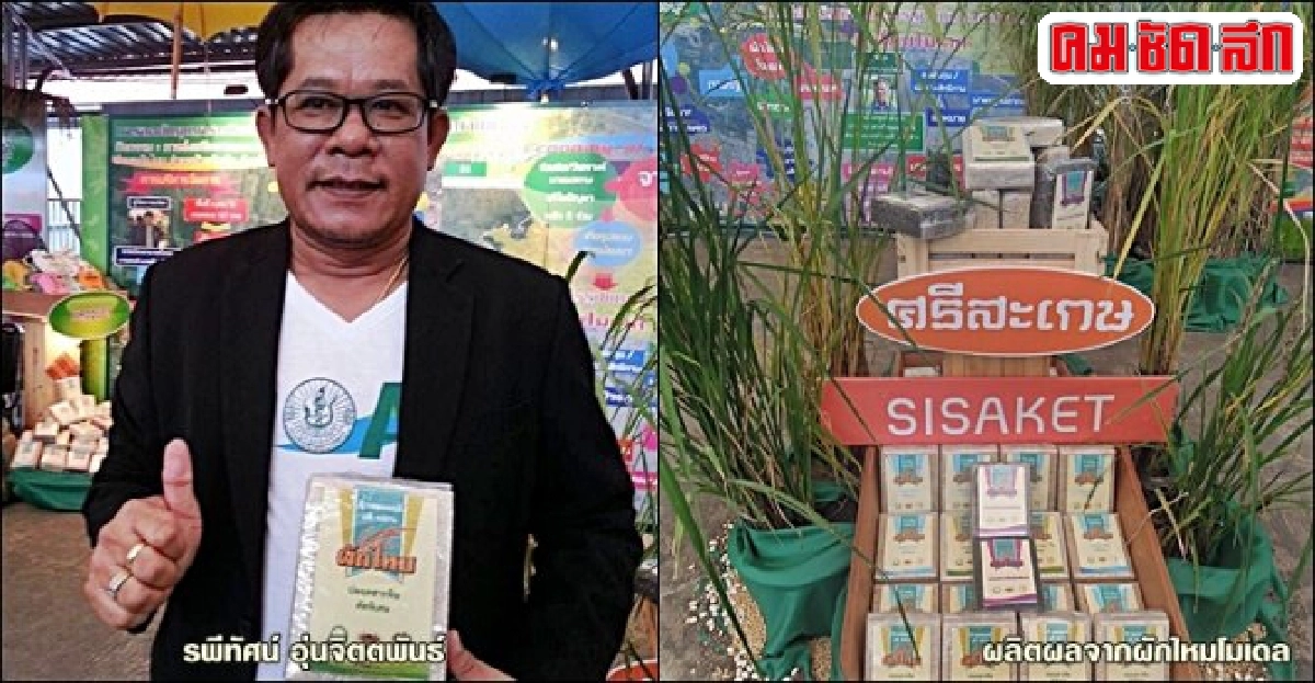 'ผักไหมโมเดล' ที่นาต้นแบบ อานิสงส์ 'เกษตรแปลงใหญ่' 'ผักไหมโมเดล' ที่นาต้นแบบ อานิสงส์ 'เกษตรแปลงใหญ่'