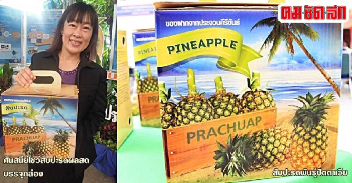 'กล่อง' เพิ่มค่าสับปะรด ช่วยเกษตรกรแก้ราคาตก 'กล่อง' เพิ่มค่าสับปะรด ช่วยเกษตรกรแก้ราคาตก