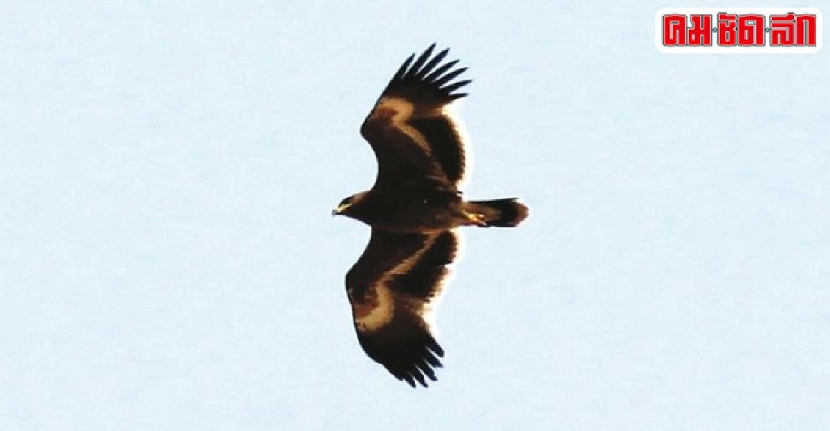 นกอินทรีทุ่งหญ้าสเต็ป