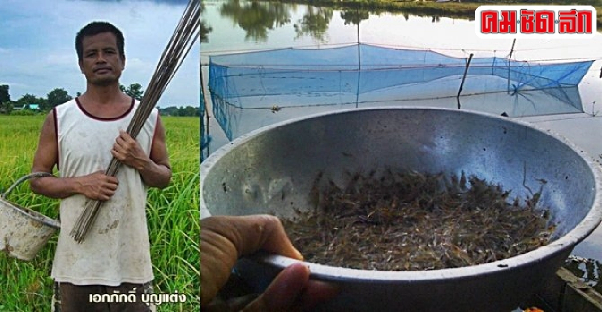 เลี้ยงกุ้งฝอยในบ่อดิน สร้างรายได้ฤดูแล้ง เลี้ยงกุ้งฝอยในบ่อดิน สร้างรายได้ฤดูแล้ง