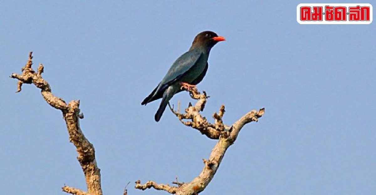 นกป่าสัปดาห์ละตัว : นกตะขาบดง