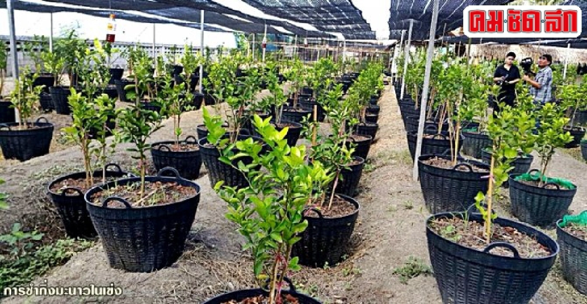 พลิกที่ 2 ไร่ทำสวนมะนาวเข่ง สร้างรายได้ปีละล้านที่ 'มหาชัย' พลิกที่ 2 ไร่ทำสวนมะนาวเข่ง สร้างรายได้ปีละล้านที่ 'มหาชัย'