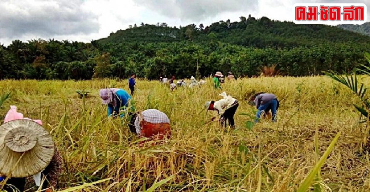 สัมผัสวิถีชีวิตวัฒนธรรม 'มะมุ' สู่การปรับตัวท่ามกลางปัญหา สัมผัสวิถีชีวิตวัฒนธรรม 'มะมุ' สู่การปรับตัวท่ามกลางปัญหา