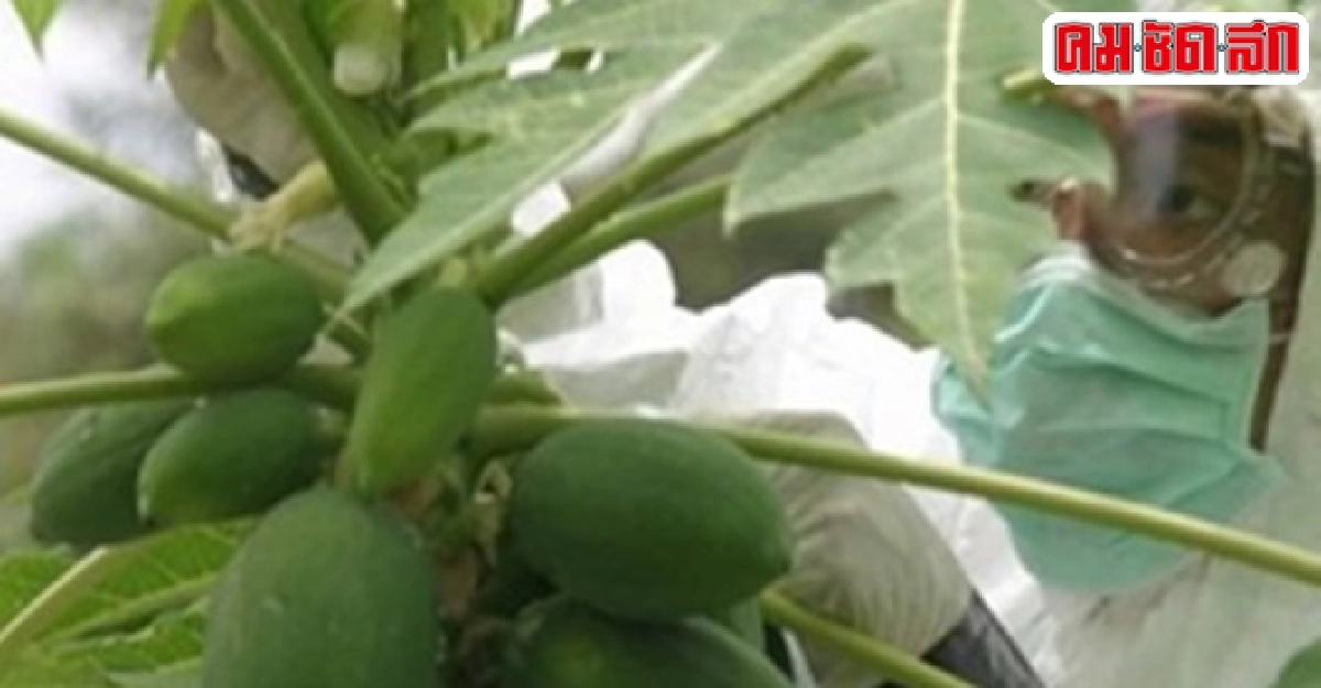 หายนะของเกษตรกรไทย หายนะของเกษตรกรไทย