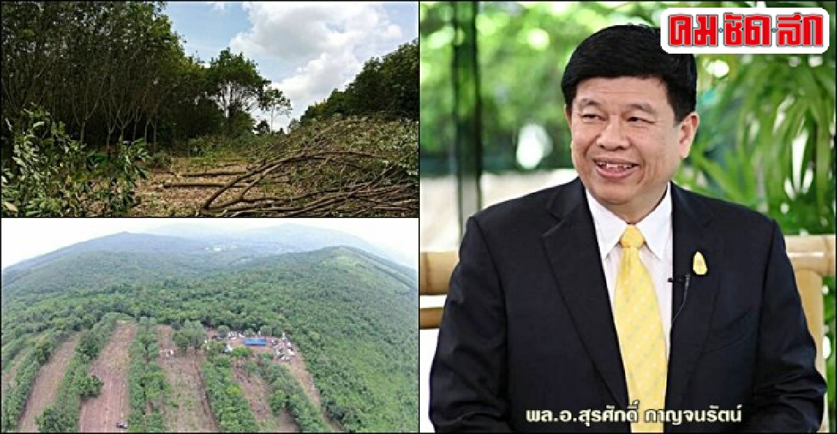 ลดพื้นที่ 'ยางพารา' เสริมป่าปลูกแทน ลดพื้นที่ 'ยางพารา' เสริมป่าปลูกแทน