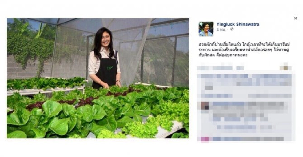 'ปู'โชว์สวนผักโตใกล้เก็บกิน 'ปู'โชว์สวนผักโตใกล้เก็บกิน