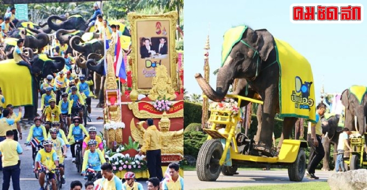 ช้างแสนรู้สวนนงนุชพัทยาร่วมปั่นเพื่อพ่อ