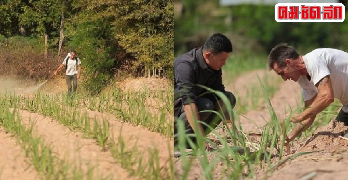 ฝรั่งหัวใจเกษตร(2)ในรายการ แทนคุณแผ่นดิน ฝรั่งหัวใจเกษตร(2)ในรายการ แทนคุณแผ่นดิน