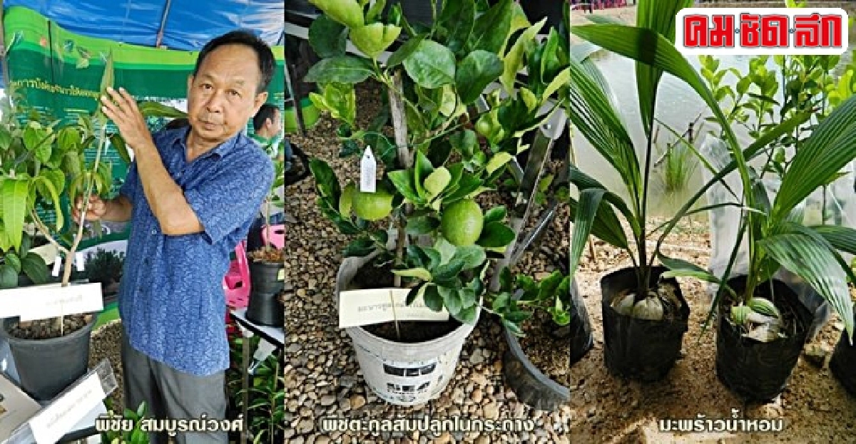 สารพัดต้นไม้ปลูกได้ในกระถาง นวัตกรรมสำหรับคนมีพื้นที่น้อย สารพัดต้นไม้ปลูกได้ในกระถาง นวัตกรรมสำหรับคนมีพื้นที่น้อย
