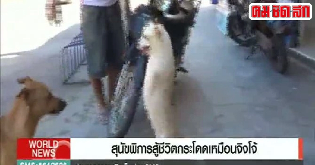 สุนัขพิการสู้ชีวิตกระโดดเหมือนจิงโจ้