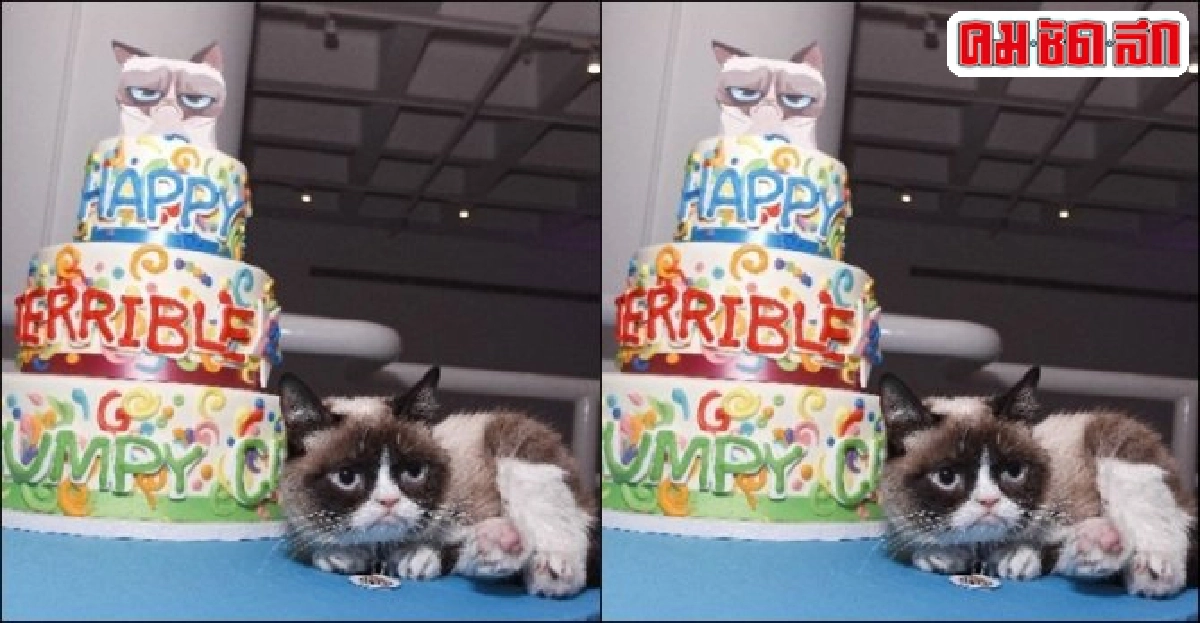 อินโนเทค : 'แมว' ราชาโลกโซเชียล