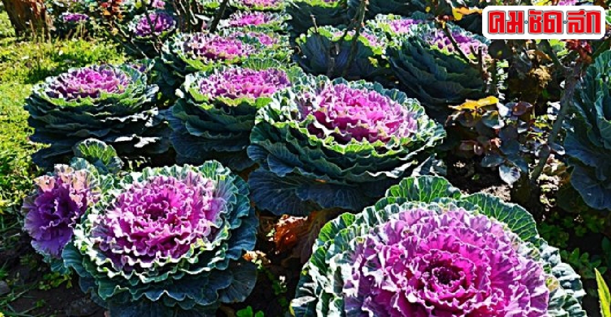 ปูเล่...สวย กินได้