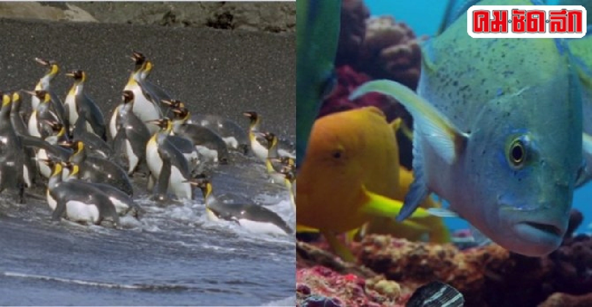 ทะเลไม่เคยหลับใน Planet Earth : พิภพโลก ทะเลไม่เคยหลับใน Planet Earth : พิภพโลก
