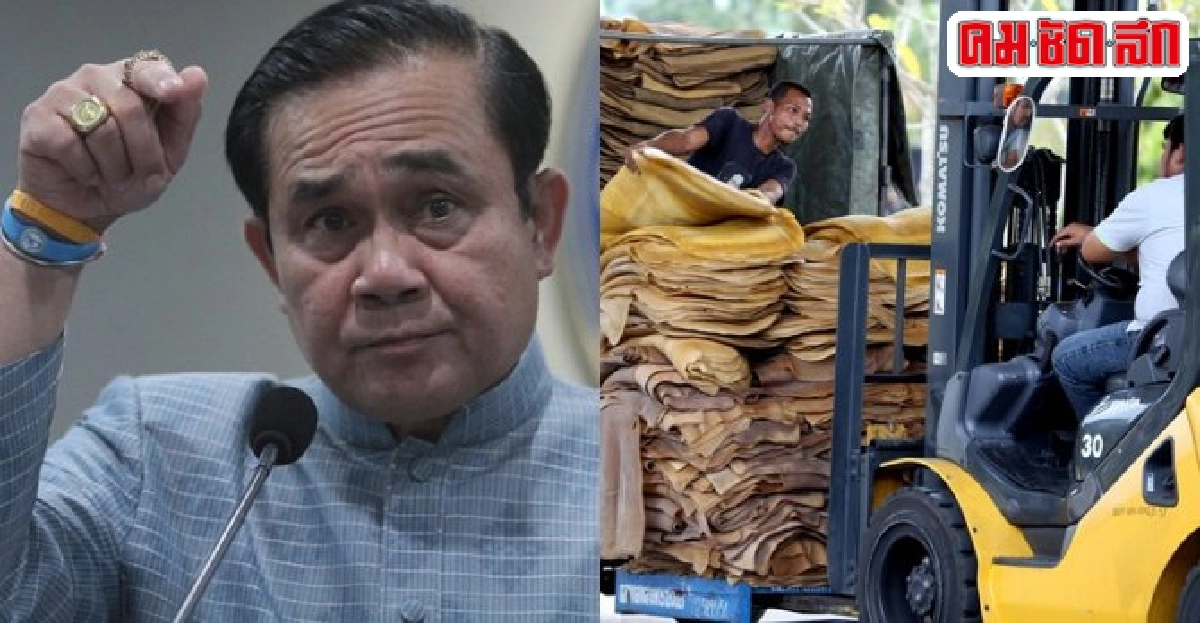แทรกแซงคำตอบสุดท้ายแก้ราคายางตกต่ำ 