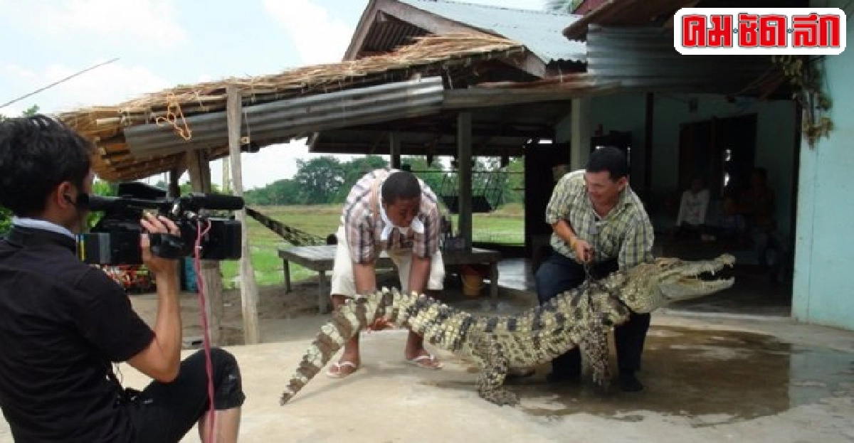 แปลก เสียวขี่จระเข้บวชนาคที่พิจิตร แปลก เสียวขี่จระเข้บวชนาคที่พิจิตร